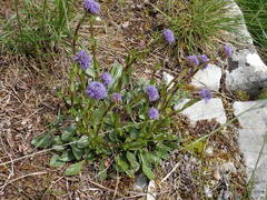 Globularia bisnagarica