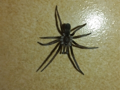 Kukulcania hibernalis