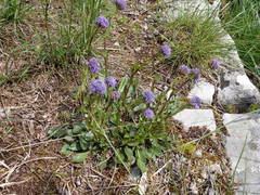 Globularia bisnagarica