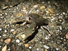 Fallicambarus houstonensis