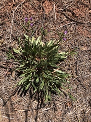 Penstemon pinorum