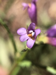 Penstemon pinorum