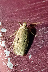 Agonopterix curvilineella