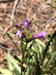 Penstemon pinorum