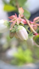 Vaccinium