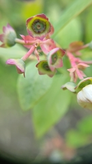 Vaccinium