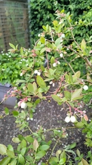 Vaccinium