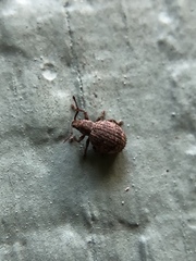 Myosides seriehispidus