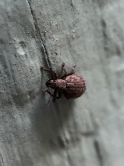 Myosides seriehispidus