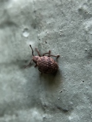 Myosides seriehispidus