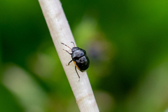 Corimelaena lateralis