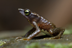 Atelopus nocturnus
