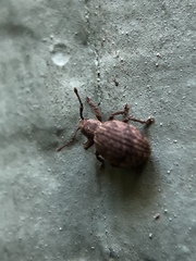 Myosides seriehispidus