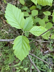 Karpatiosorbus