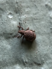 Myosides seriehispidus