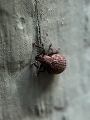 Myosides seriehispidus