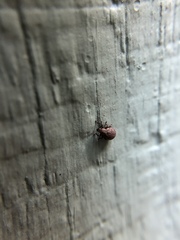 Myosides seriehispidus