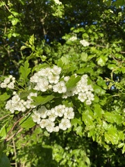 Crataegus monogyna