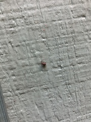 Myosides seriehispidus