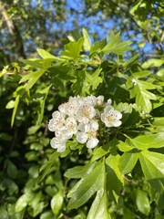 Crataegus monogyna