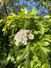 Crataegus monogyna