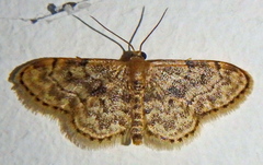 Idaea inquinata