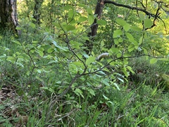 Karpatiosorbus