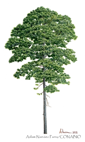 Douglas pine