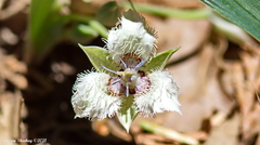 Calochortus westonii