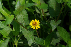 Acmella oppositifolia