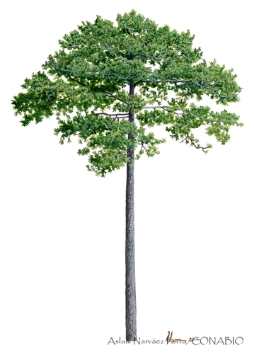 Herrera's pine