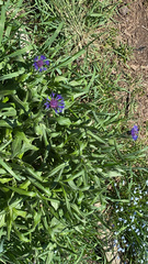 Centaurea cyanus