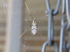 Erioptera graphica