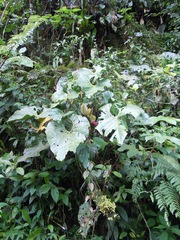 Image of Anthurium formosum