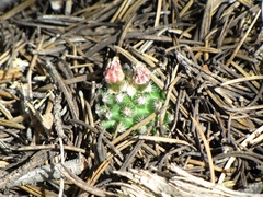 Pediocactus knowltonii