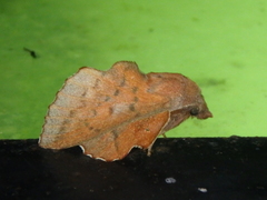 Phyllodesma joannisi