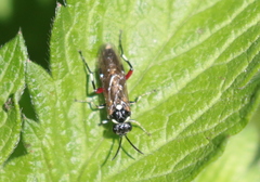 Macrophya punctumalbum