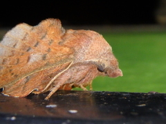 Phyllodesma joannisi