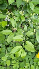 Euonymus europaeus