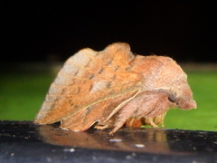 Phyllodesma joannisi