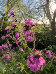 Silene dioica
