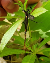 Nephrotoma altissima