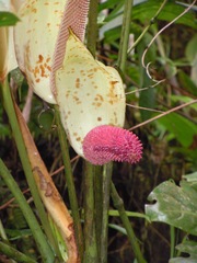 Anthurium formosum