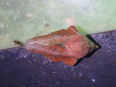 Phyllodesma joannisi