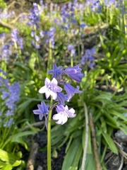 Hyacinthoides