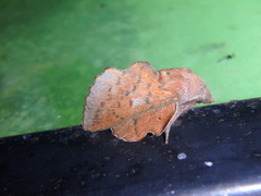 Phyllodesma joannisi