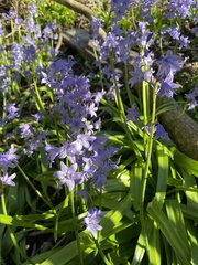 Hyacinthoides