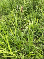 Carex vulpina