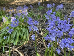 Hyacinthoides