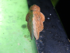 Phyllodesma joannisi